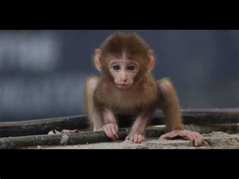 hayvan belgeseli maymunlar